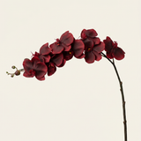 Nagy Orchidea - Burgundi