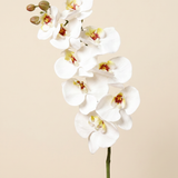 Large Orchid - White