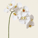Large Orchid - White