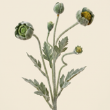 Poppy bud