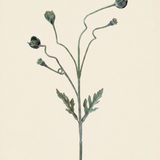 Poppy bud