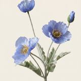 Poppy - Blue