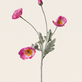 Pipacs - pink