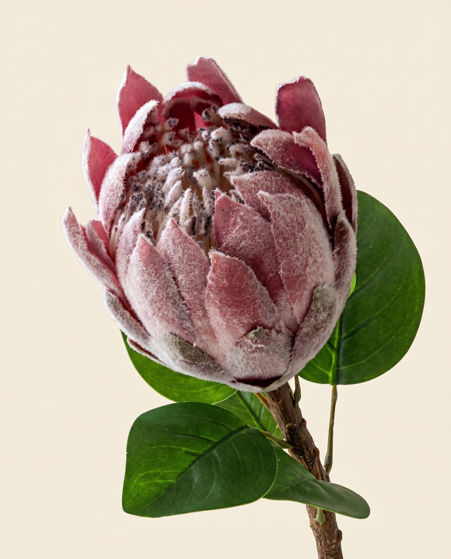 FLORM Protea Bordó (király protea) művirág – közeli
