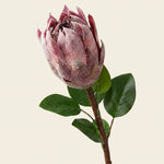 FLORM Protea Bordó (király protea) művirág – packshot