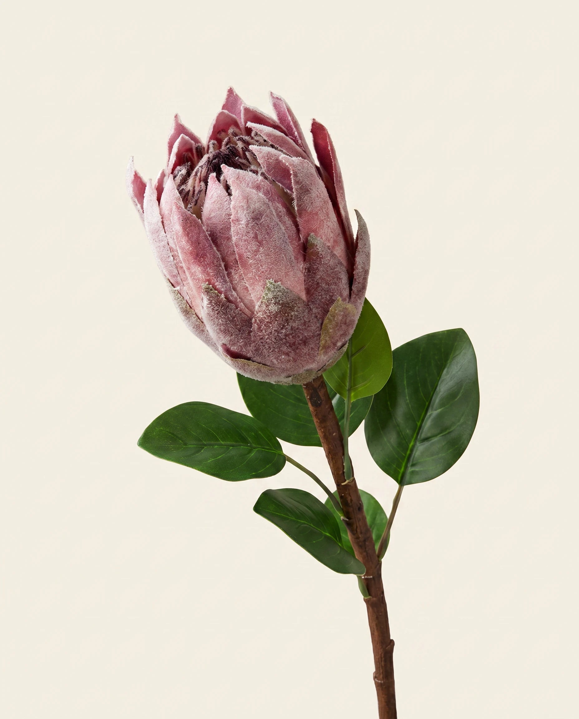 FLORM Protea Bordó (király protea) művirág – packshot