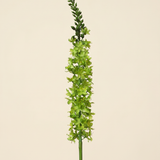 Foxtail - Green
