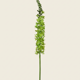 Foxtail - Green