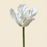 Vad tulipán virág -  Fehér