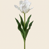 Vad tulipán virág -  Fehér