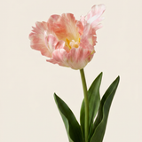 Vad tulipán virág - Rózsaszín