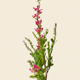 Zsályavirág - Pink
