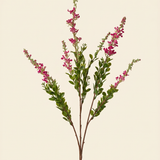 Zsályavirág - Pink