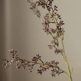 Eukaliptusz mag hamvas  - Lila