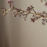 Eukaliptusz mag hamvas  - Lila