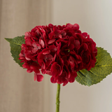 Hortenzia  - burgundy