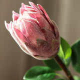 Protea - Bordó