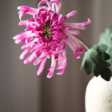 Krizantém King - Pink