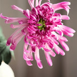 Krizantém King - Pink