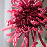 Krizantém King - Rosé