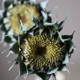 Őszi Napraforgó - Zöld