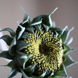 Őszi Napraforgó - Zöld