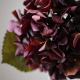 Őszi Hortenzia - Bordó
