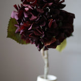 Őszi Hortenzia - Bordó
