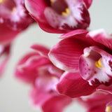 Csónak Orchidea - Prémium - Rózsaszín