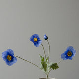 Pipacs - Világoskék