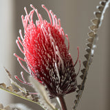 Király Protea - Bordó