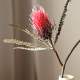 Király Protea - Bordó