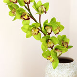 Csónak Orchidea - Prémium  - Zöld